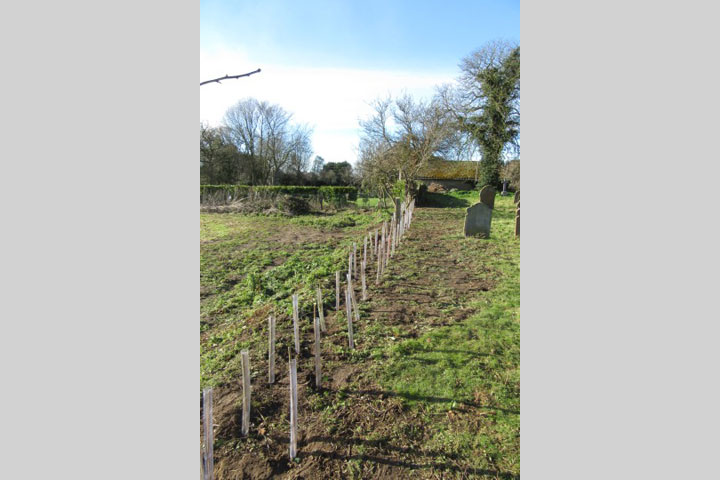 Limpenhoe Churchyard 2 Feb 2019