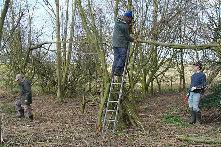 Moulton Pit Wood Mar 2015