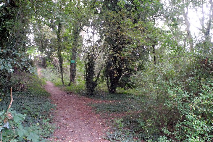 Railway Wood 27 Sep 2023