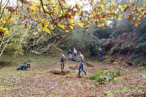 Strumpshaw Stone Pit Oct 2015