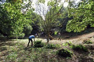 Strumpshaw Stone Pit Oct 2016